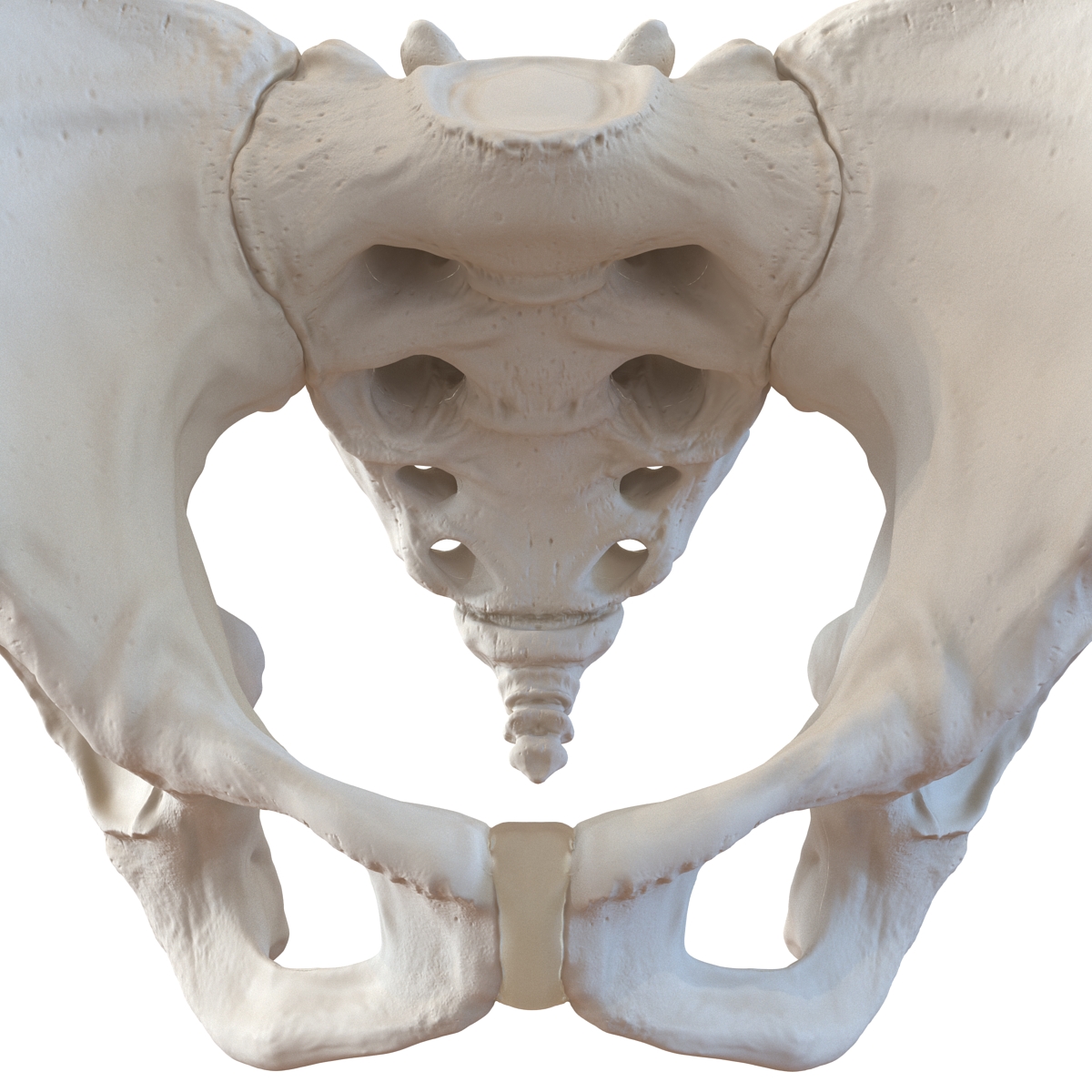 Female Pelvis Skeleton 3D