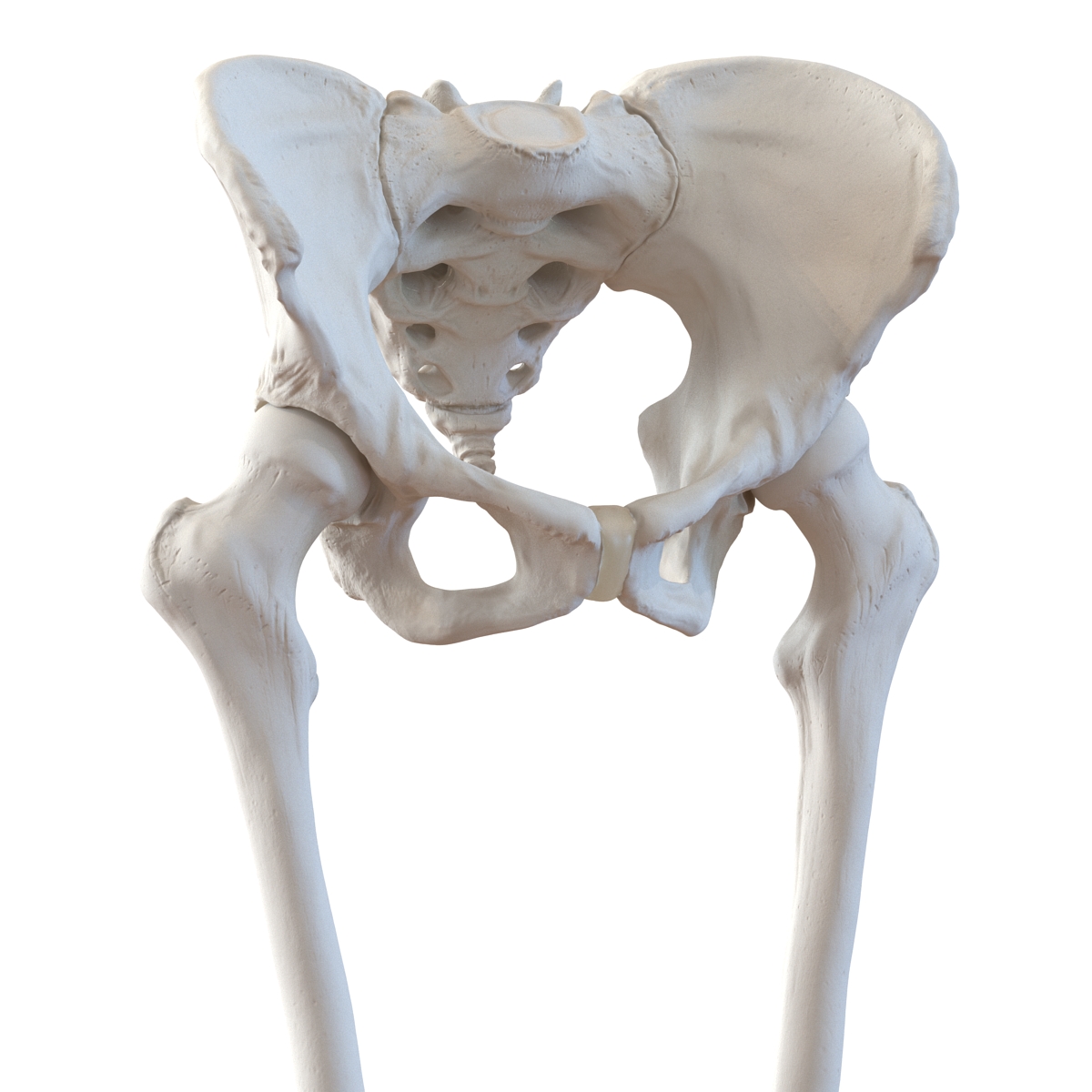 3D Female Lower Body Skeleton