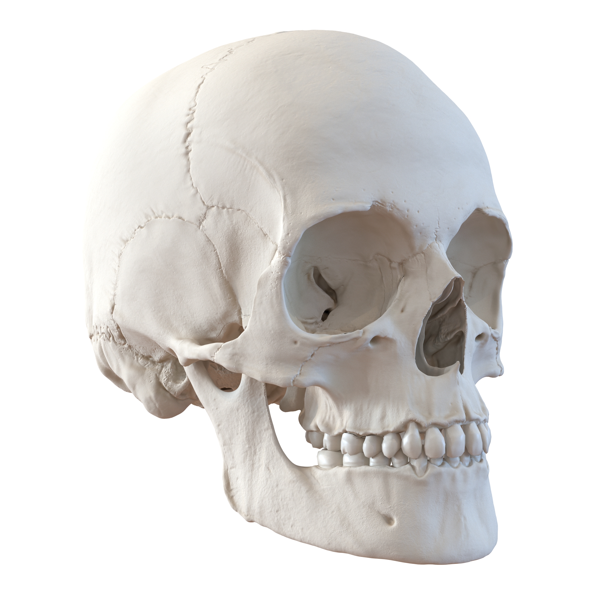 3D Female Human Skull model