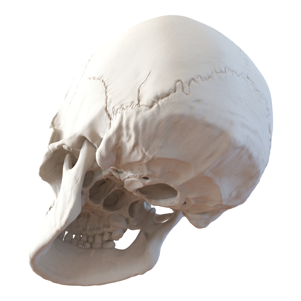 3D Female Human Skull model