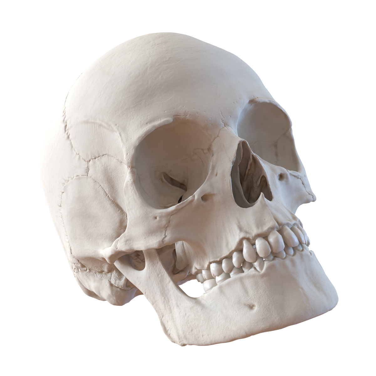 3D Female Human Skull model