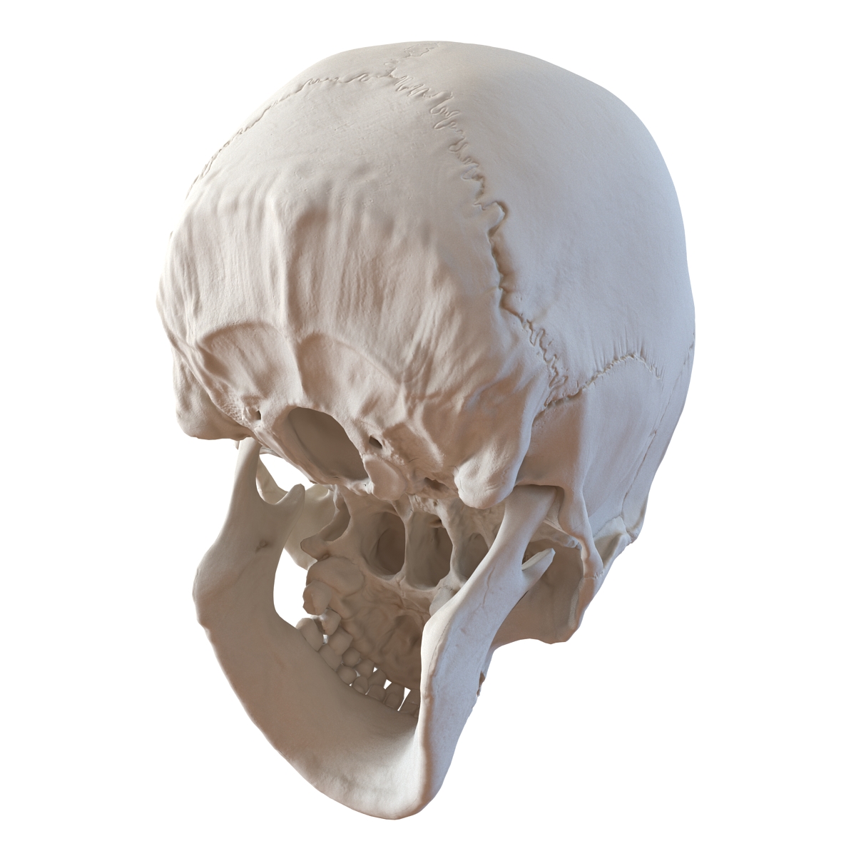 3D Female Human Skull model