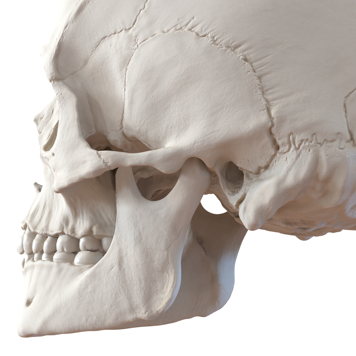 3D Female Human Skull model