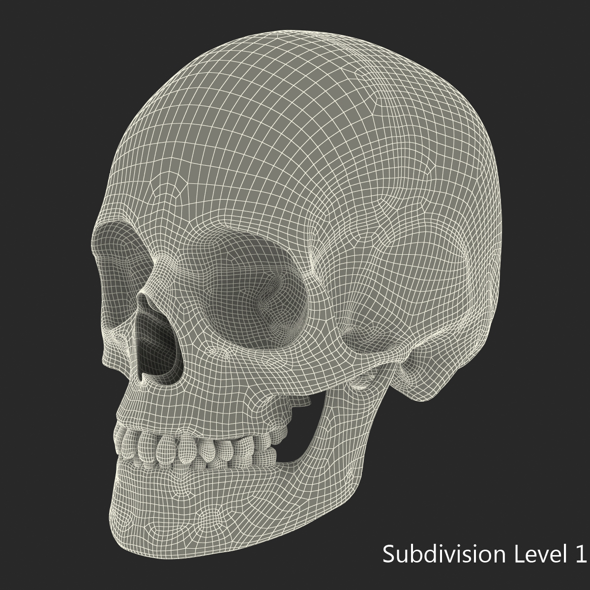 3D Female Human Skull model