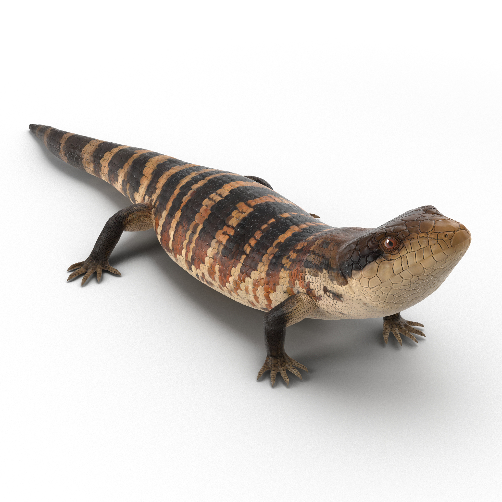 3D model Blue Tongued Skink Pose 3