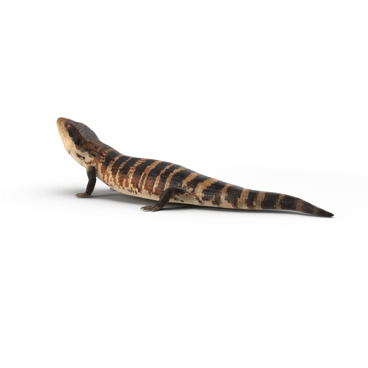 3D model Blue Tongued Skink Pose 3