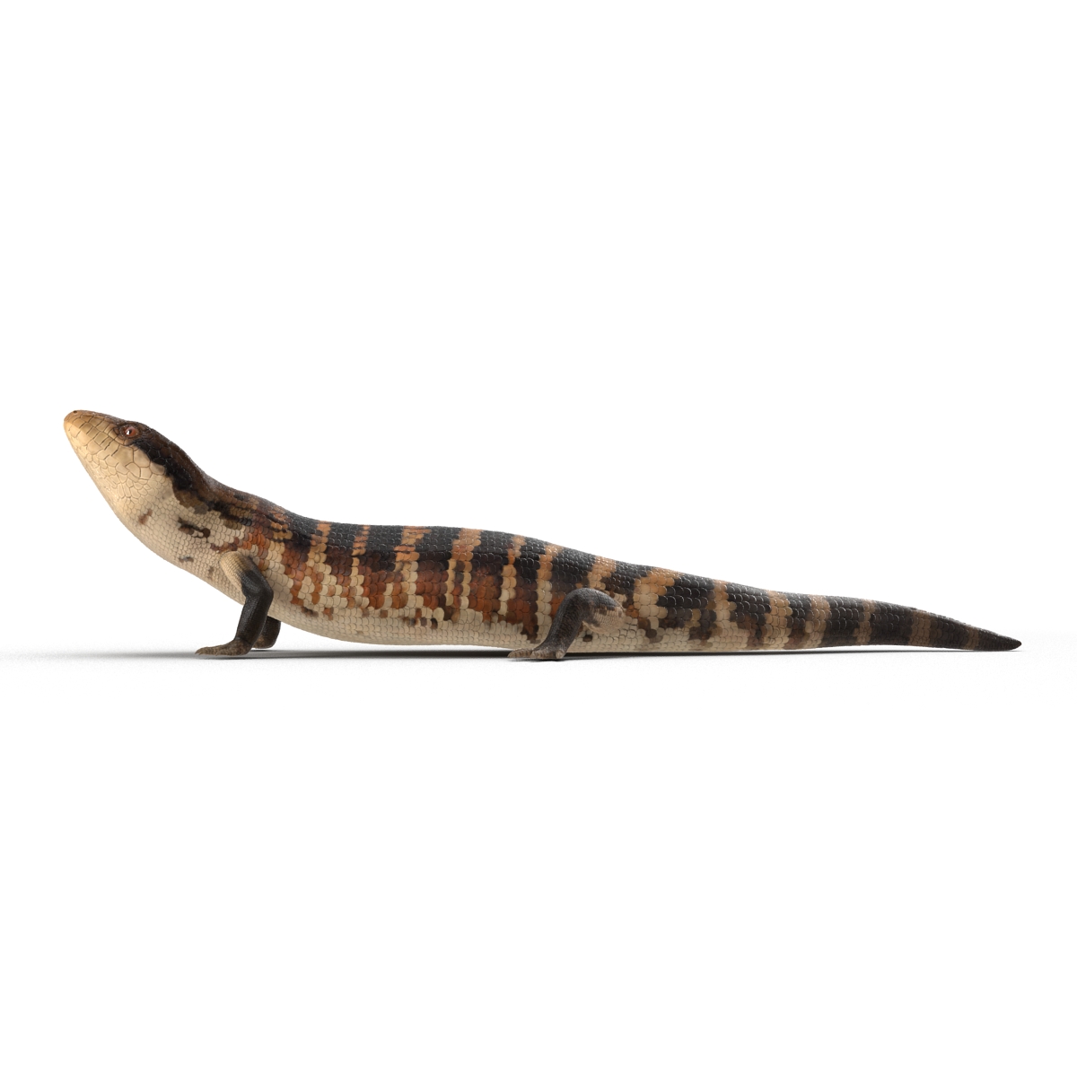 3D model Blue Tongued Skink Pose 3