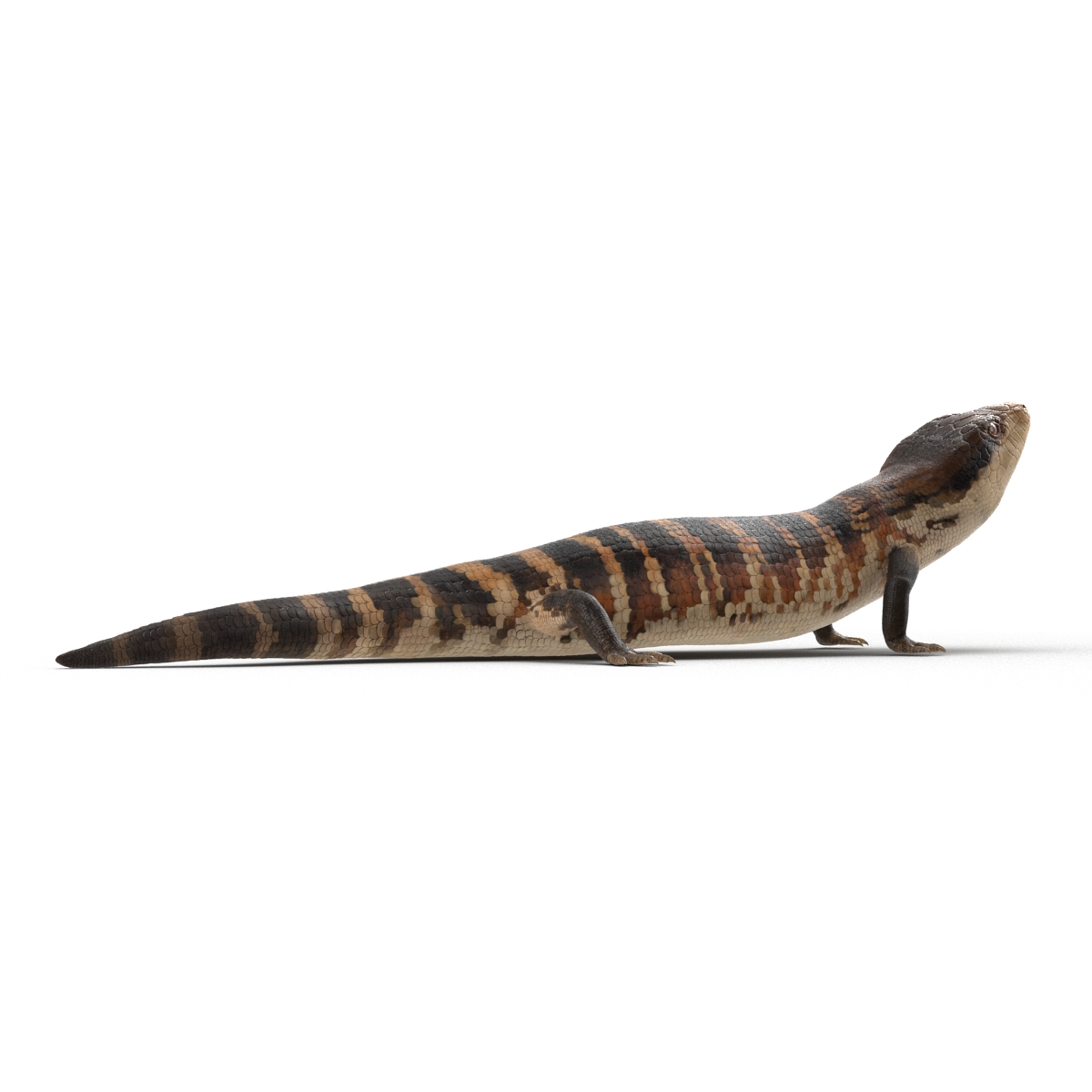 3D model Blue Tongued Skink Pose 3