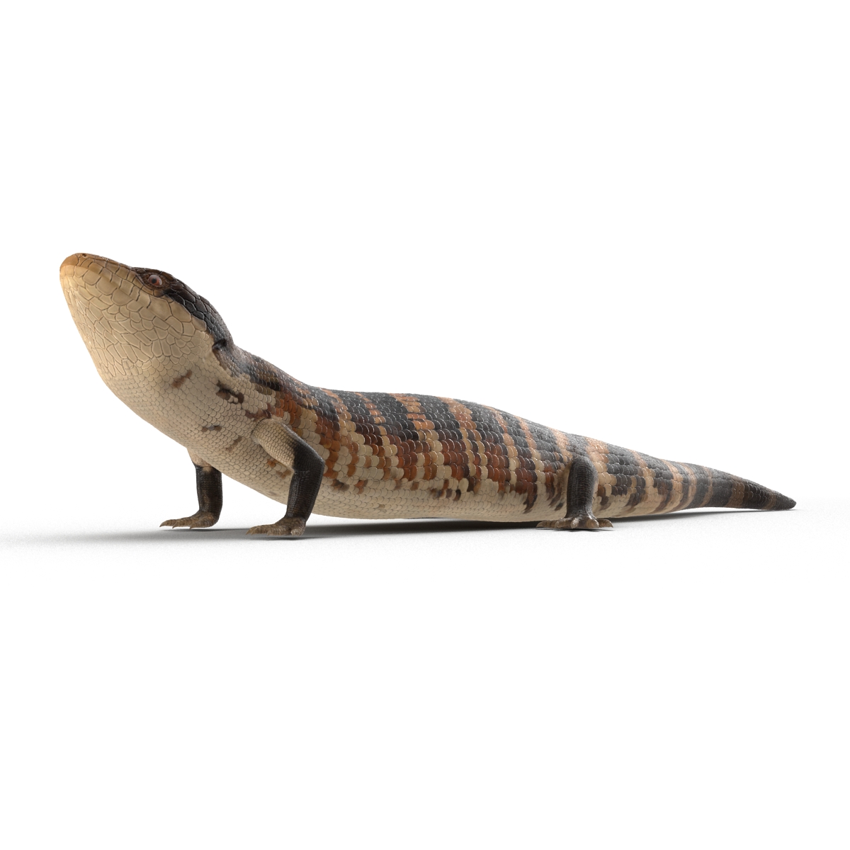 3D model Blue Tongued Skink Pose 3