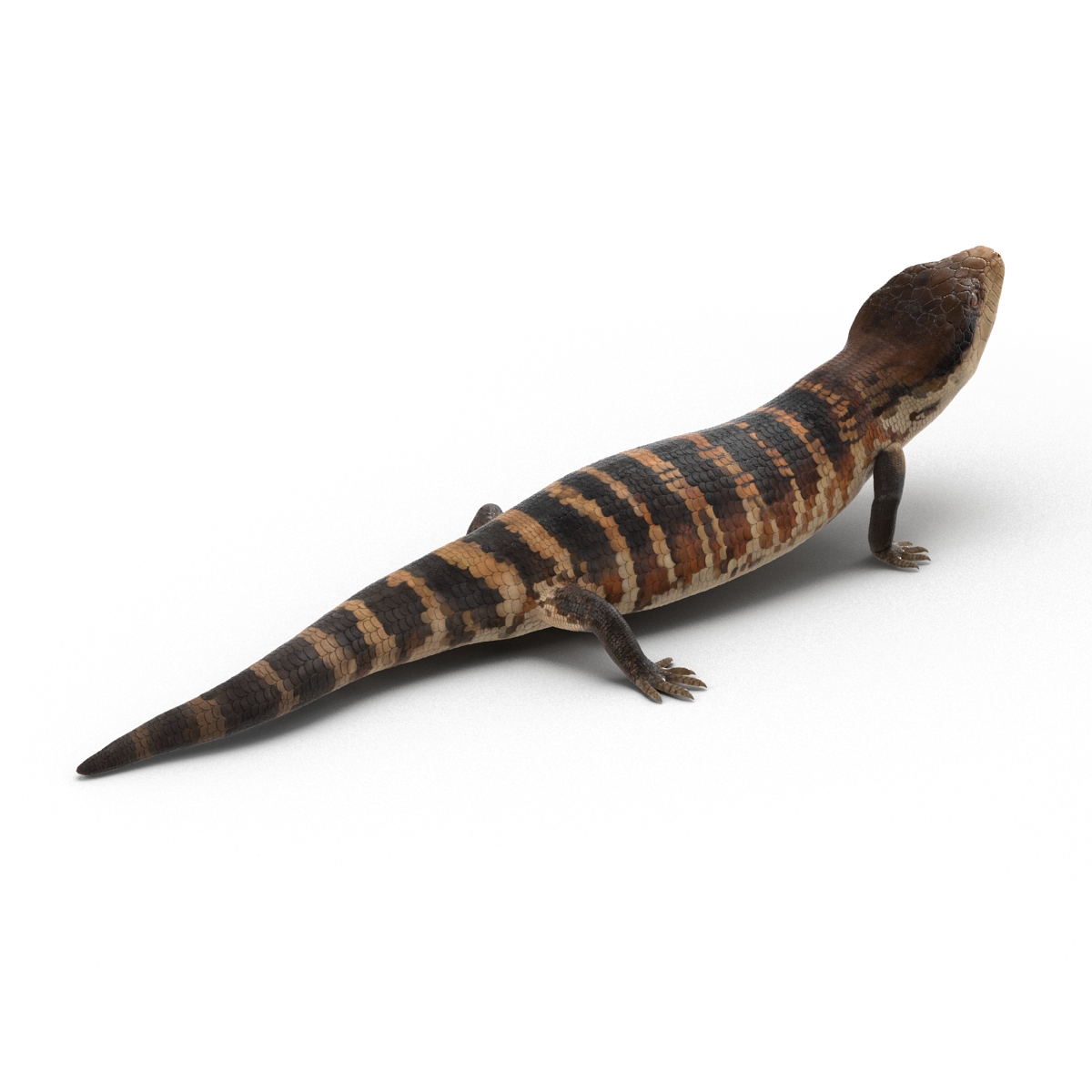 3D model Blue Tongued Skink Pose 3