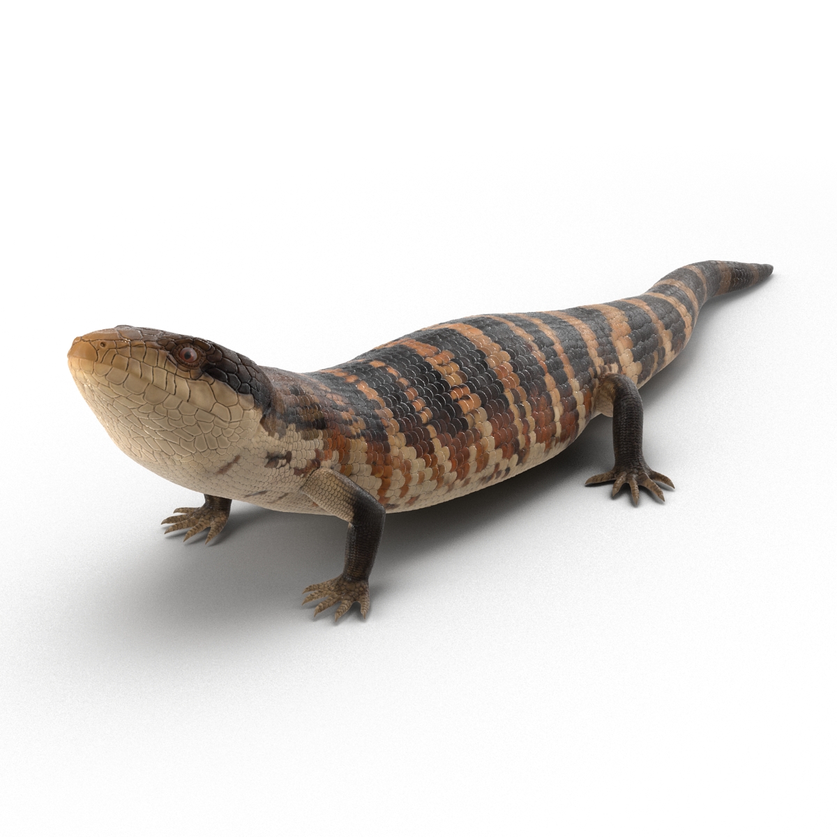 3D model Blue Tongued Skink Pose 3