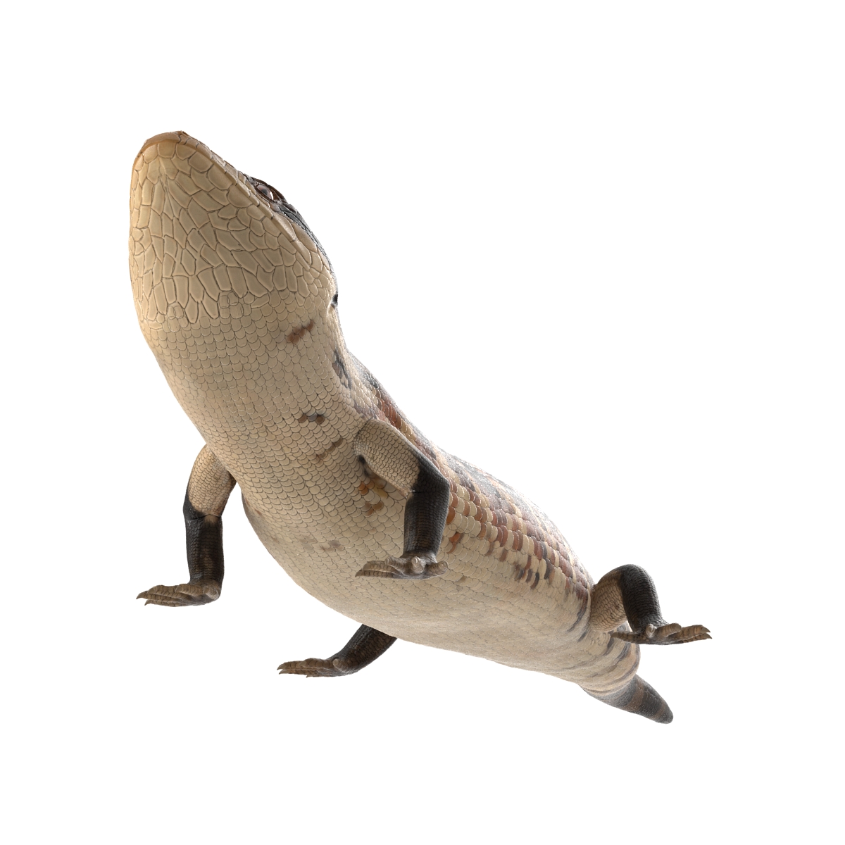 3D model Blue Tongued Skink Pose 3