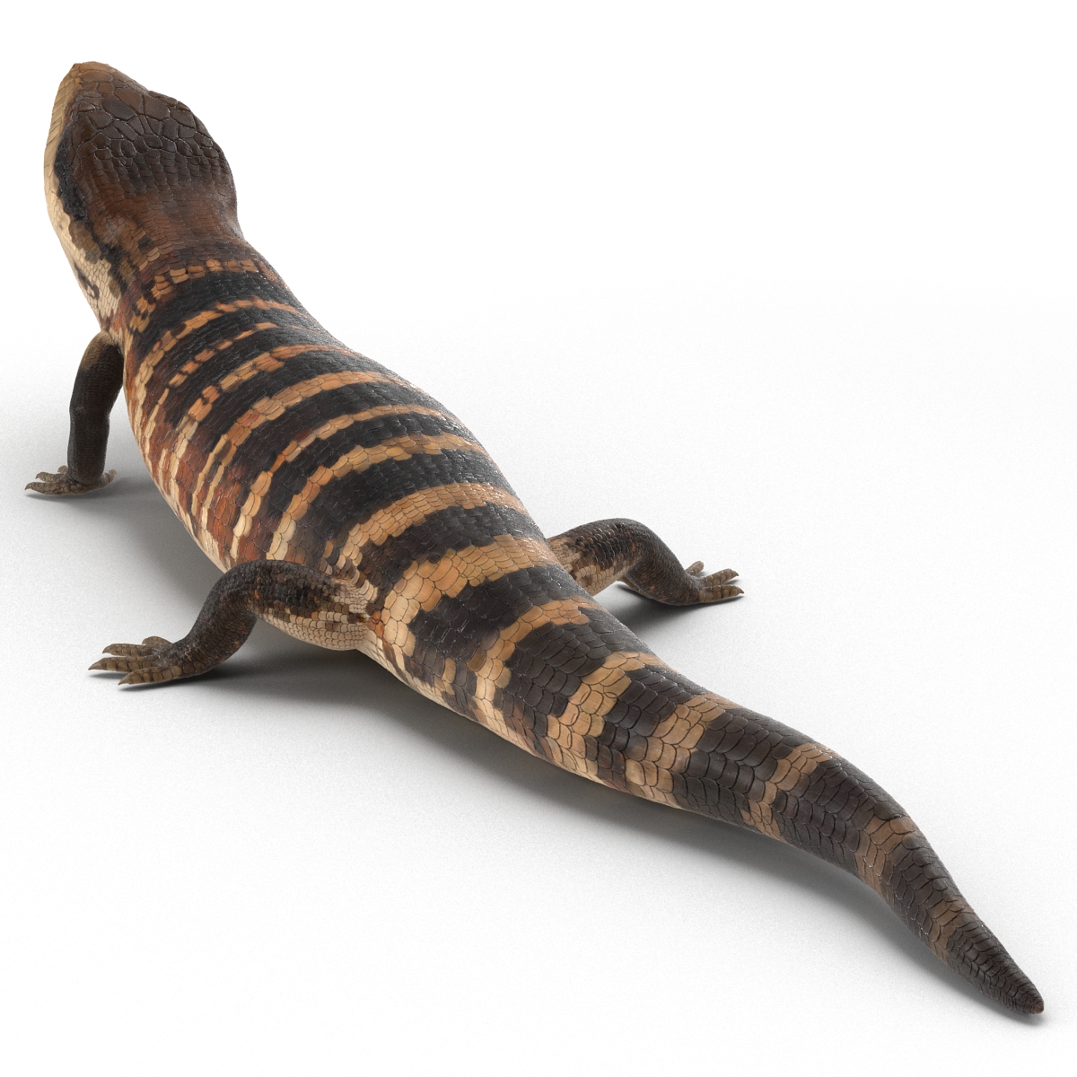 3D model Blue Tongued Skink Pose 3