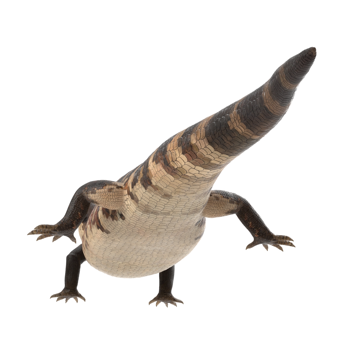 3D model Blue Tongued Skink Pose 3