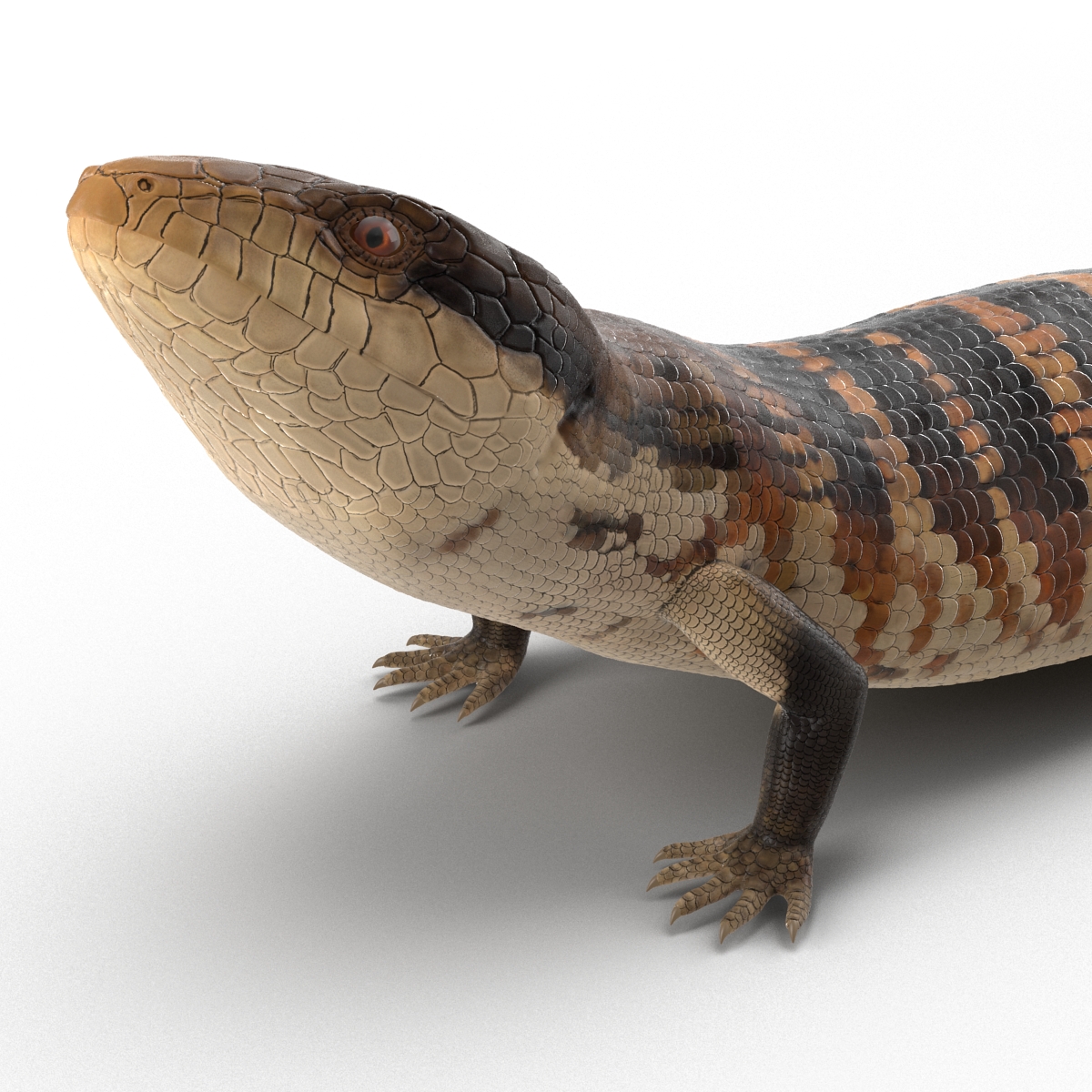 3D model Blue Tongued Skink Pose 3