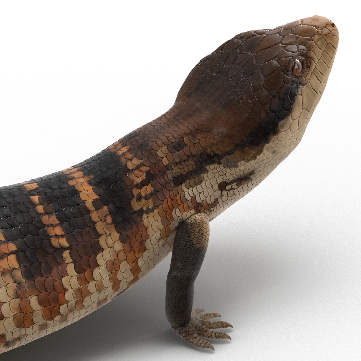 3D model Blue Tongued Skink Pose 3