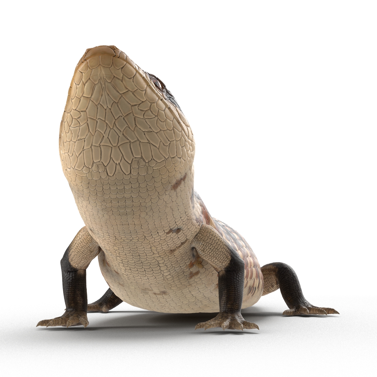 3D model Blue Tongued Skink Pose 3