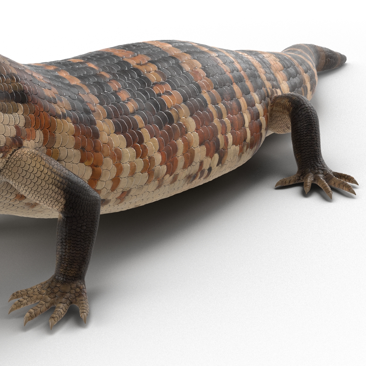 3D model Blue Tongued Skink Pose 3