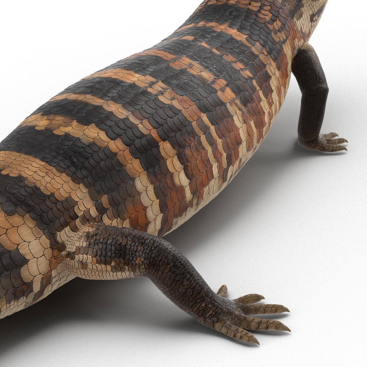 3D model Blue Tongued Skink Pose 3