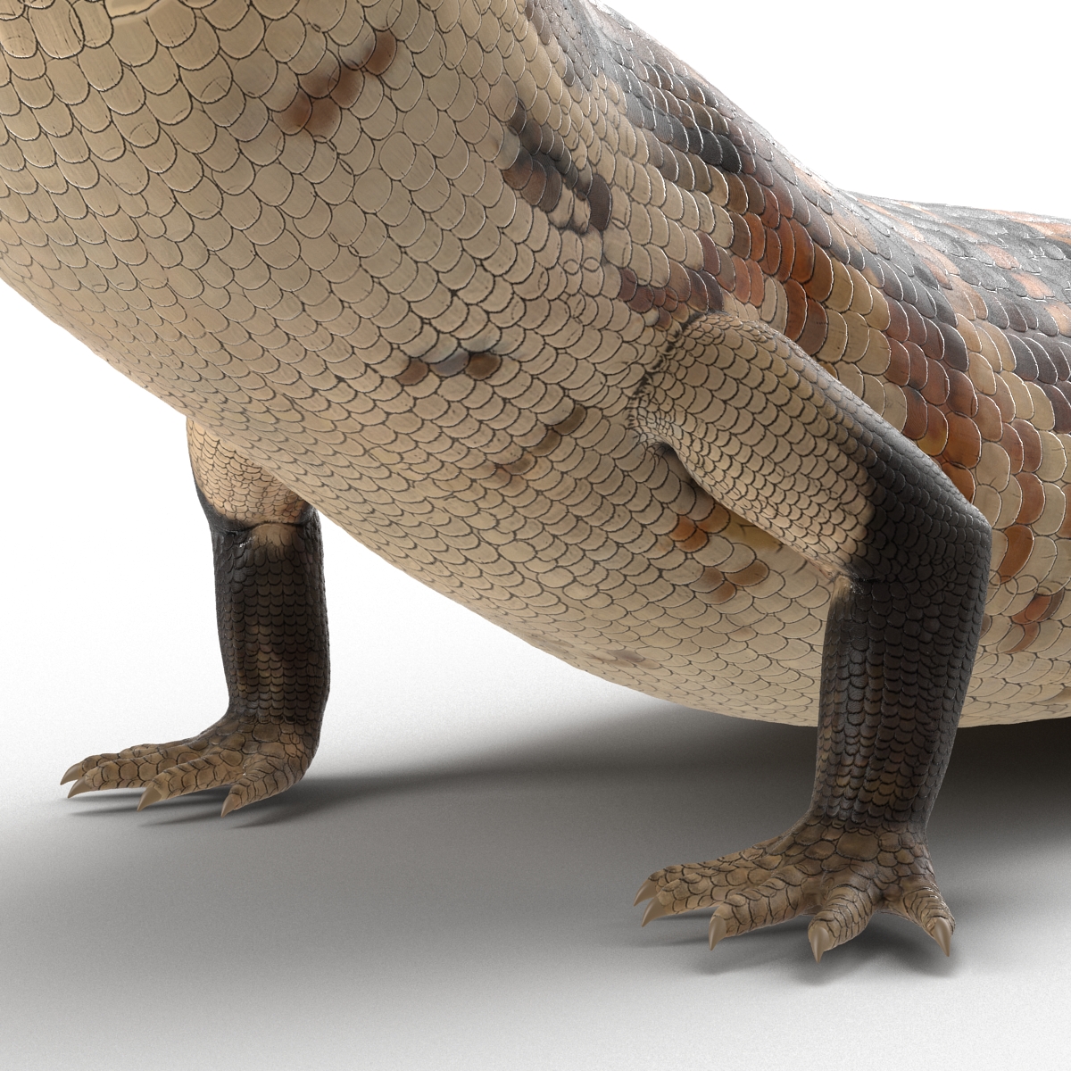 3D model Blue Tongued Skink Pose 3