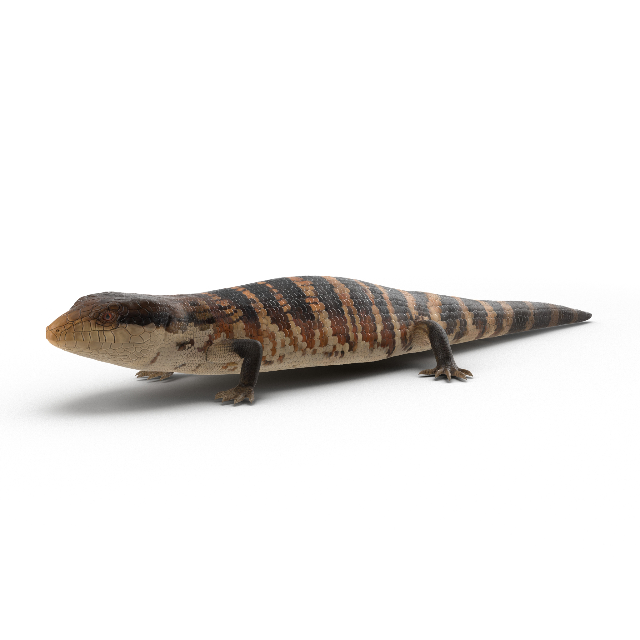 3D Blue Tongued Skink model