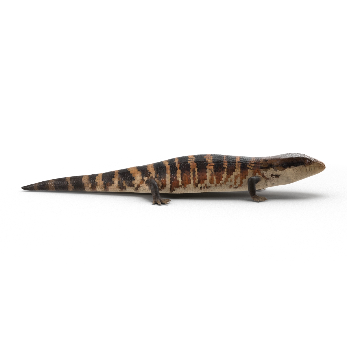 3D Blue Tongued Skink model