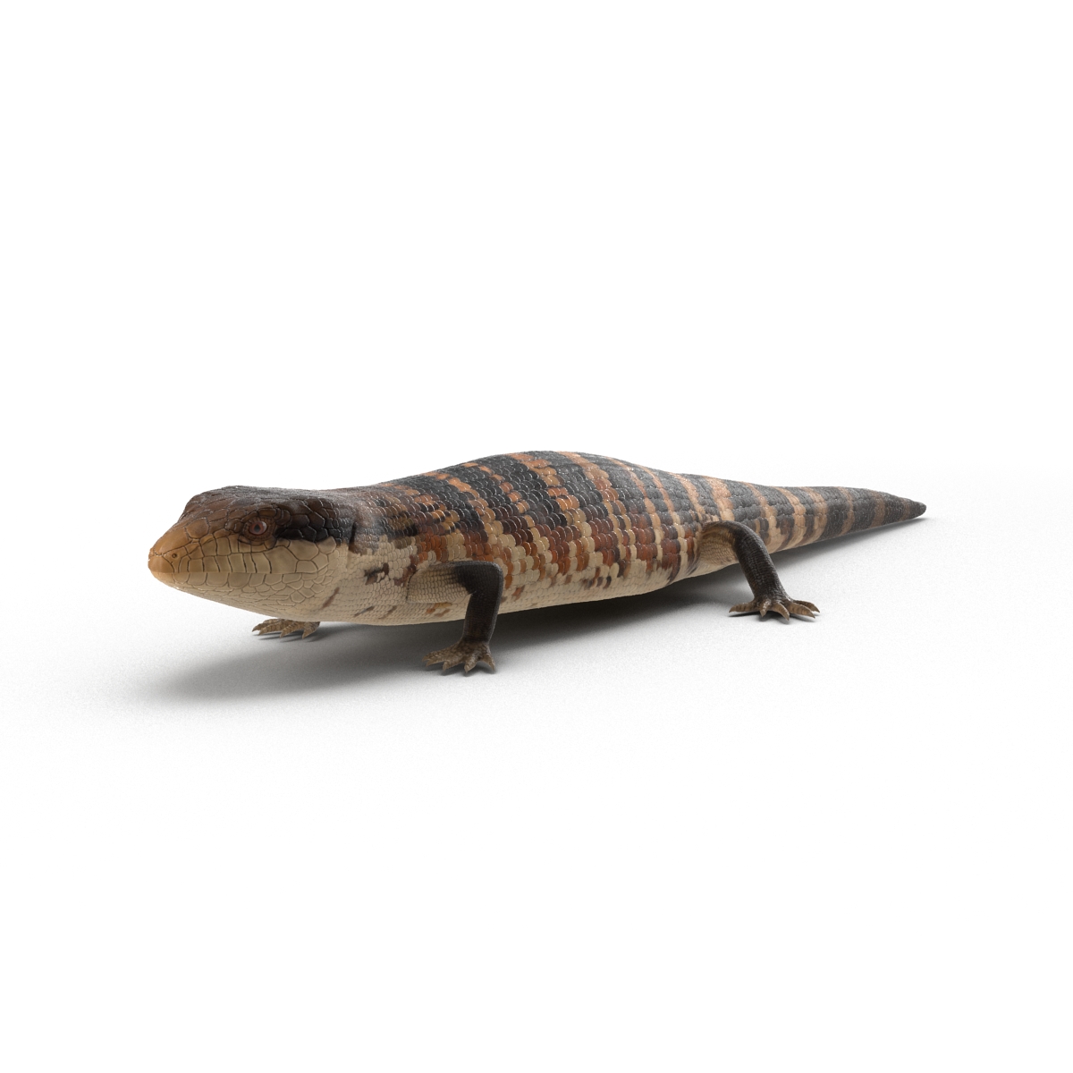 3D Blue Tongued Skink model