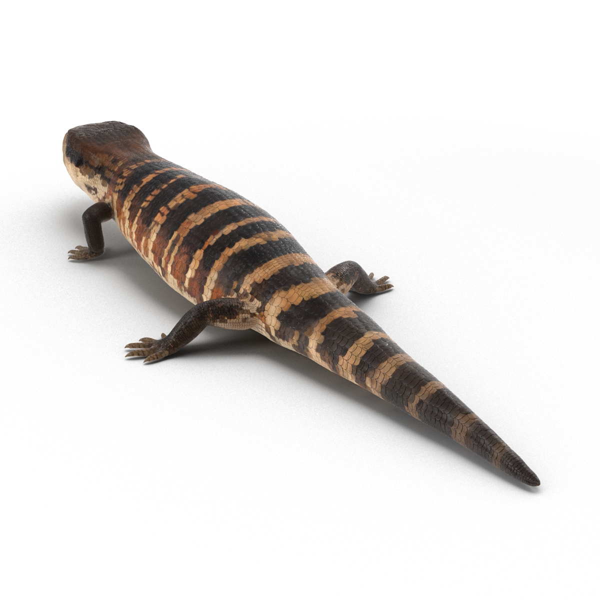 3D Blue Tongued Skink model