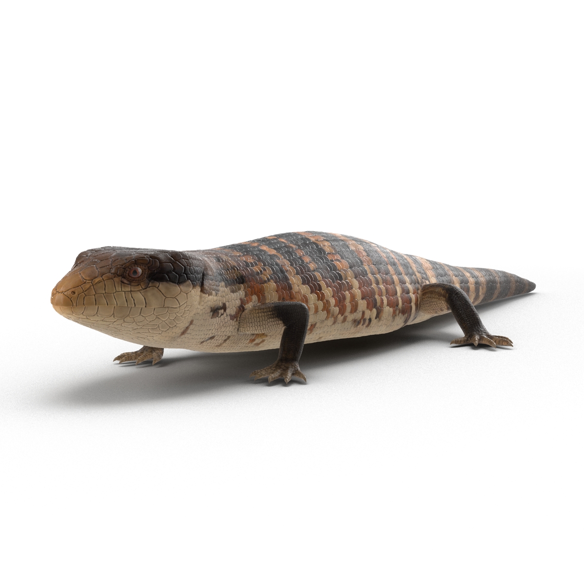 3D Blue Tongued Skink model