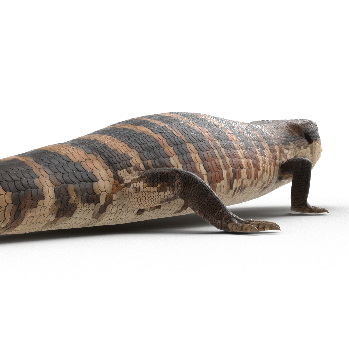 3D Blue Tongued Skink model