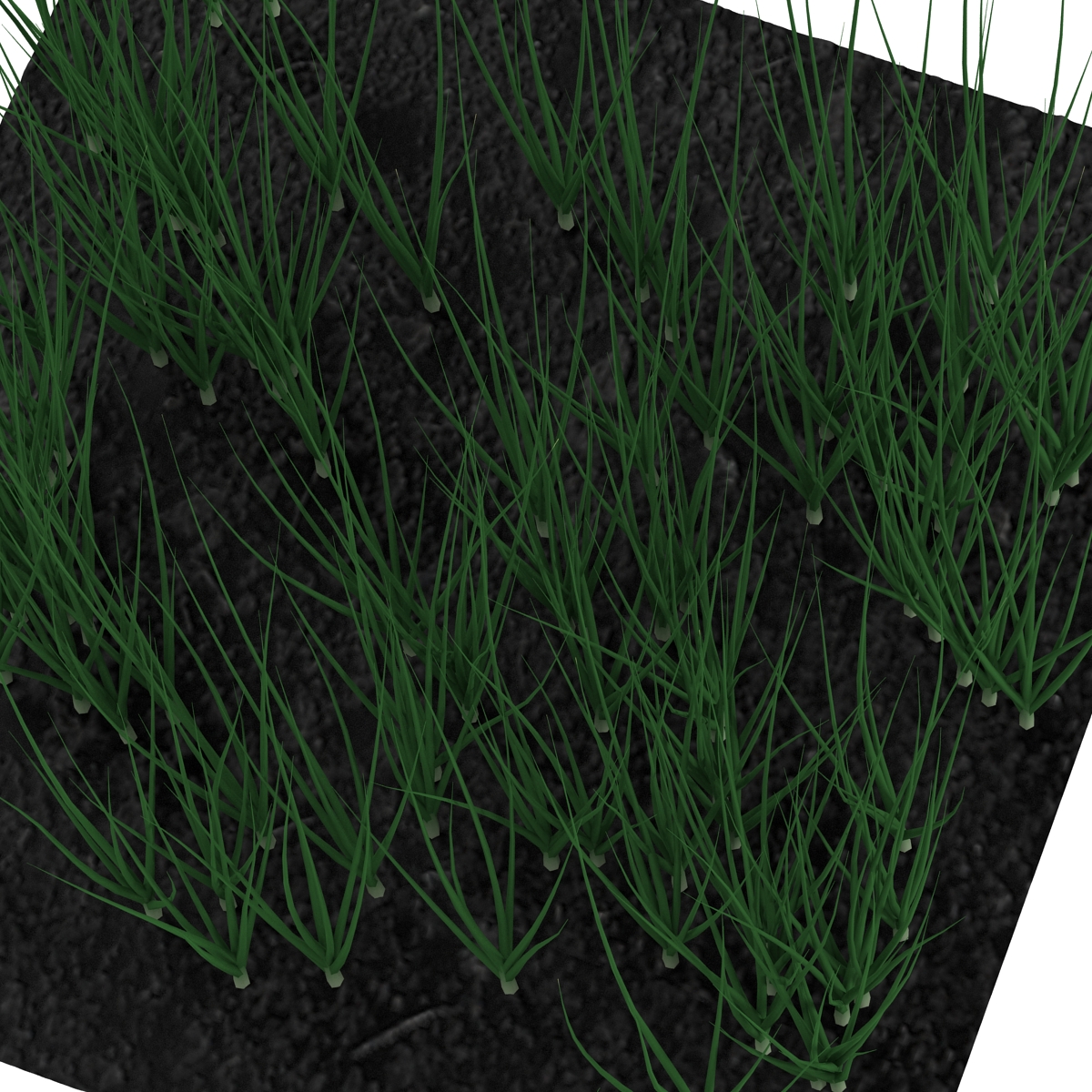 Young Onion Plants in the Garden 3D