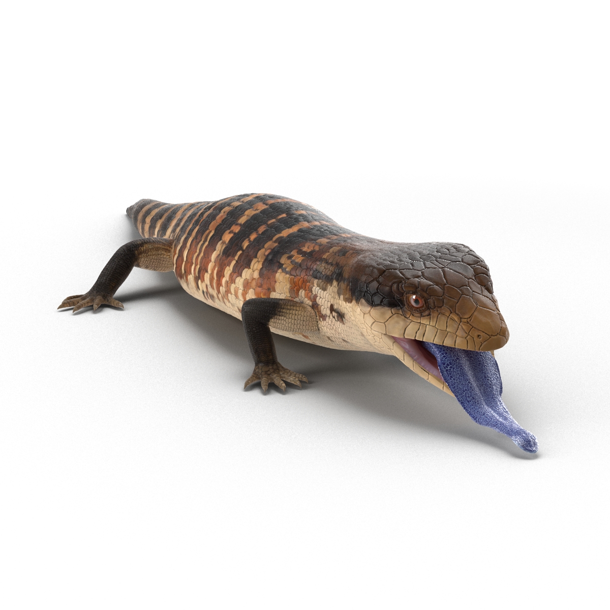 3D model Blue Tongued Skink Pose 4