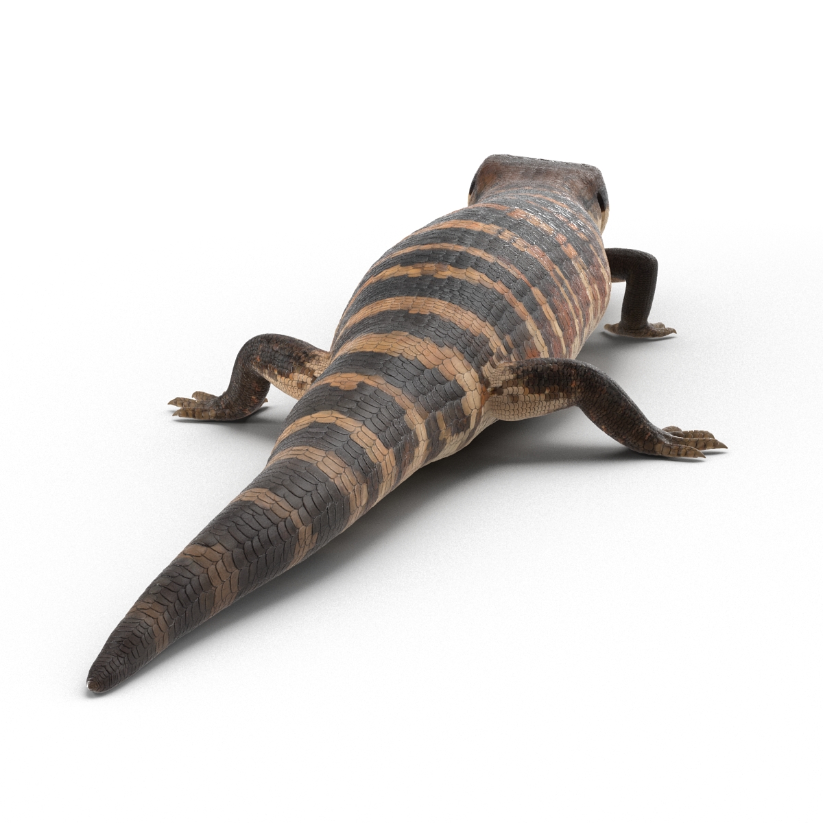 3D model Blue Tongued Skink Pose 4