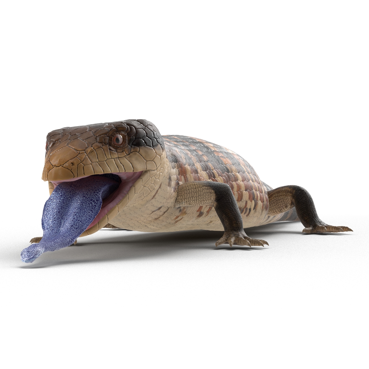 3D model Blue Tongued Skink Pose 4