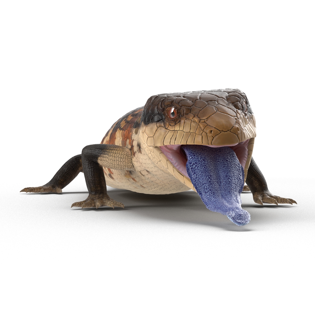 3D model Blue Tongued Skink Pose 4