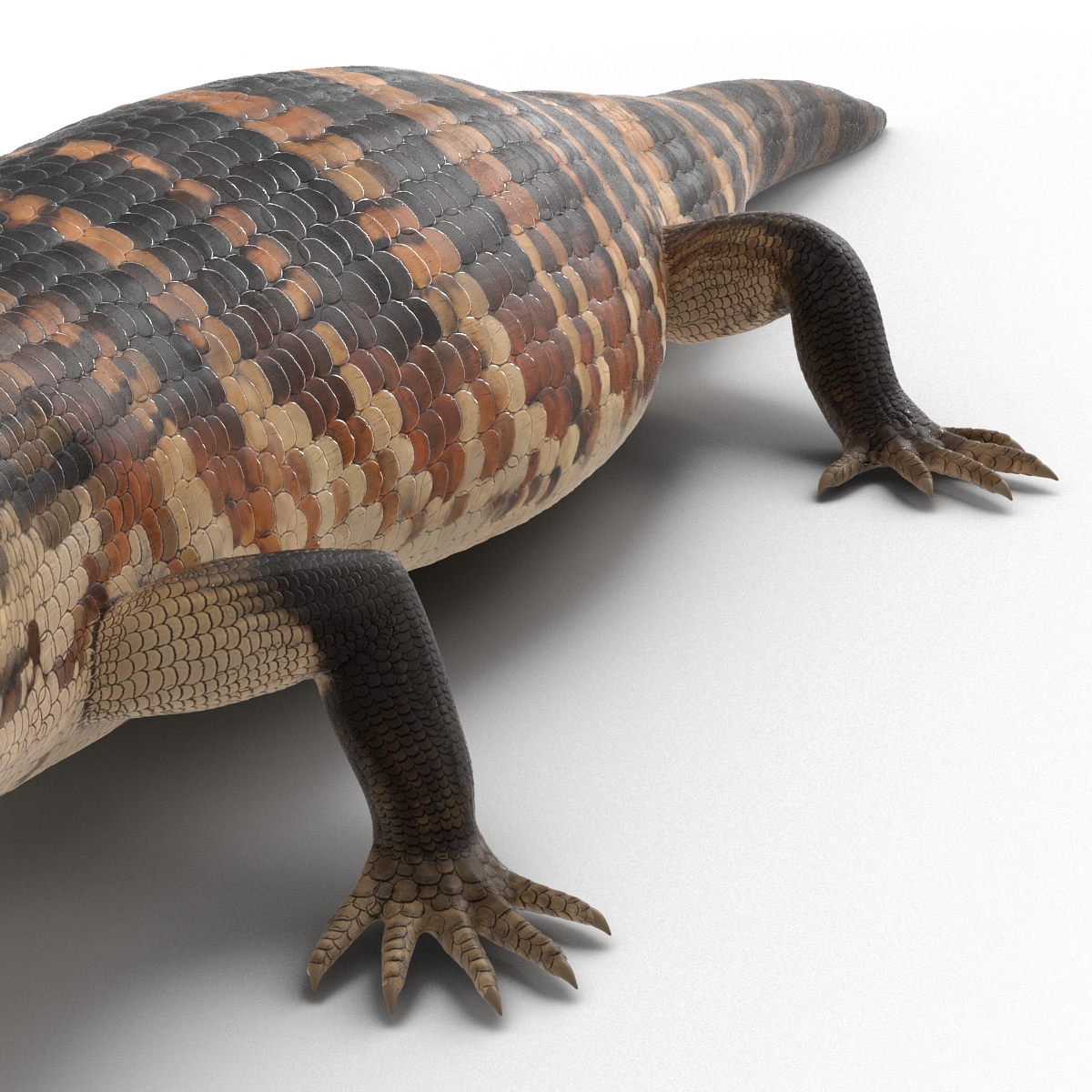 3D model Blue Tongued Skink Pose 4