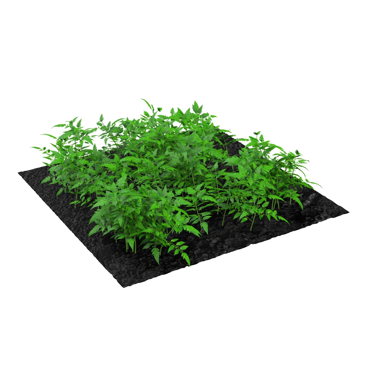 3D Young Tomato Plants in the Garden model