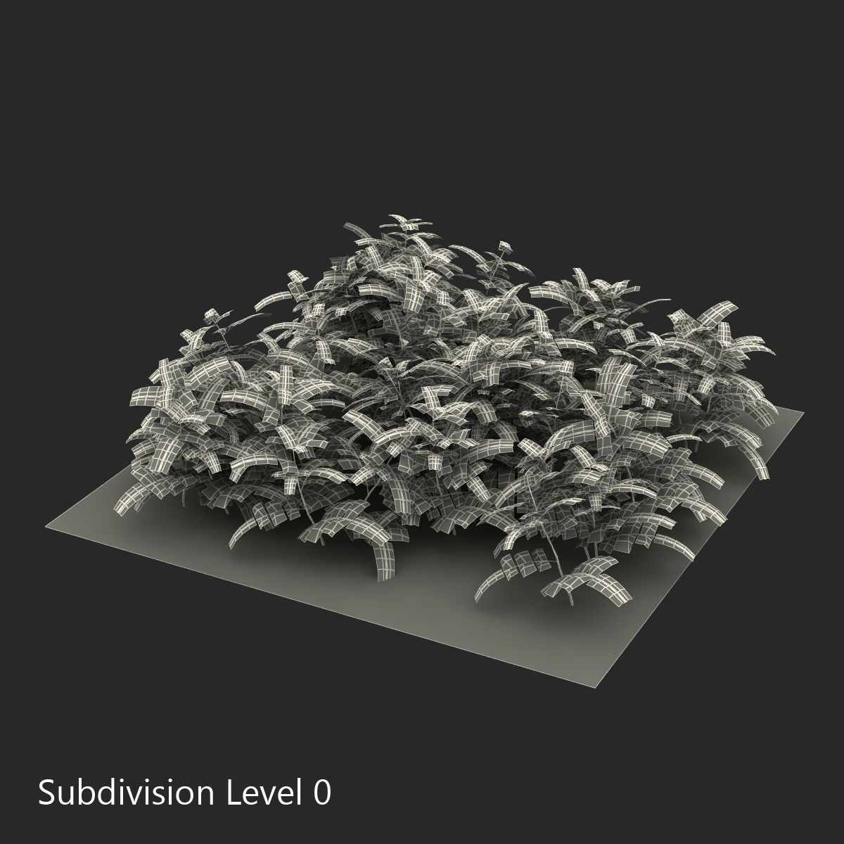 3D Young Tomato Plants in the Garden model