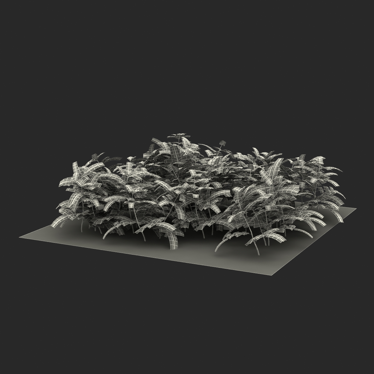 3D Young Tomato Plants in the Garden model