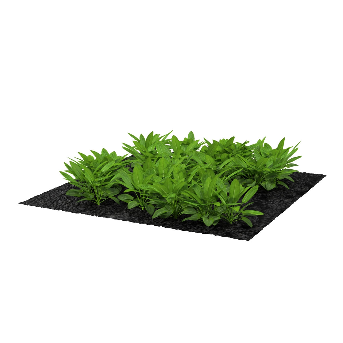 Sorrel Plants in the Garden 3D