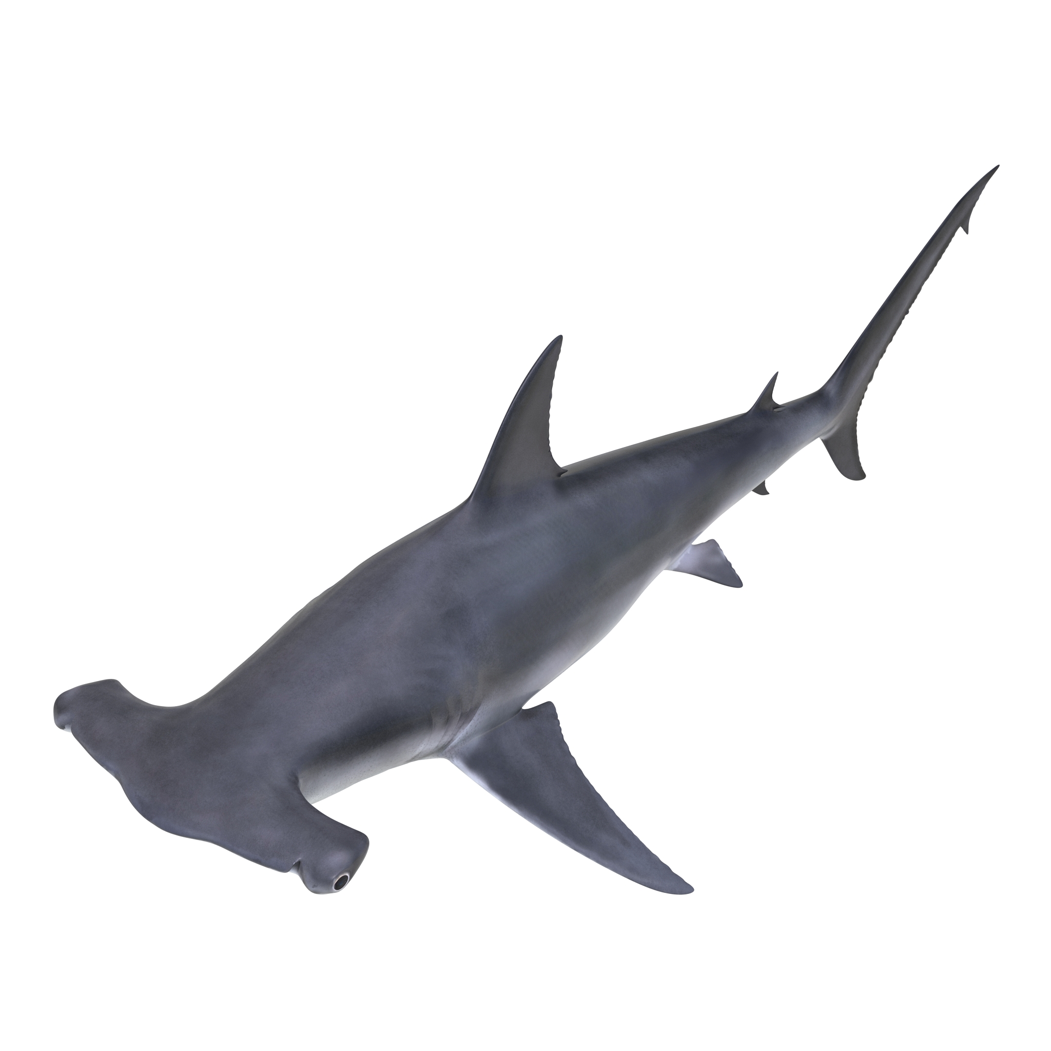 Great Hammerhead Shark 3D