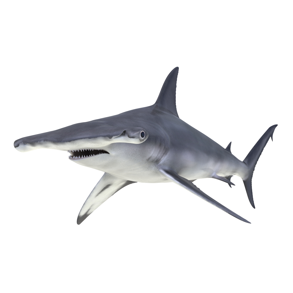 Great Hammerhead Shark 3D