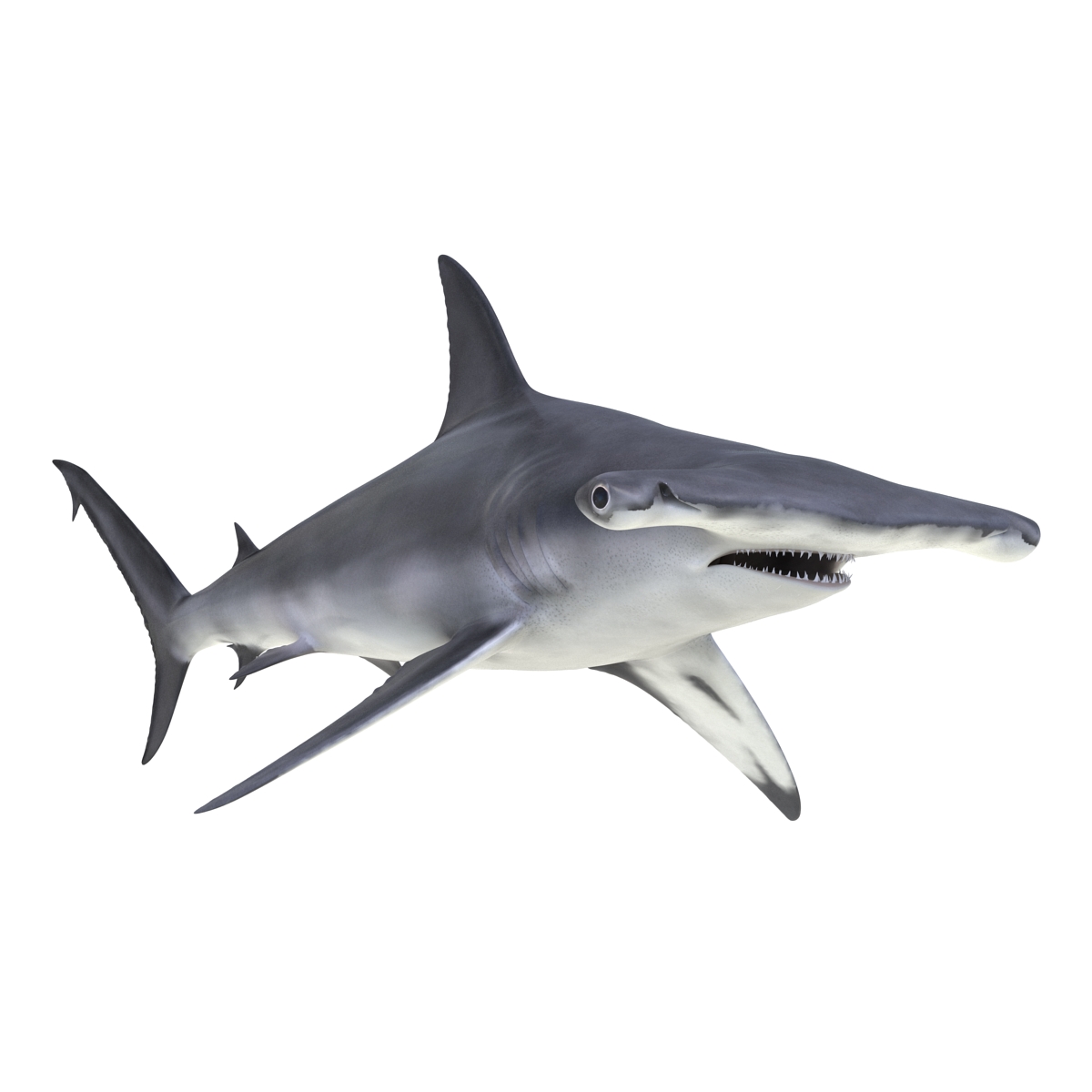 Great Hammerhead Shark 3D