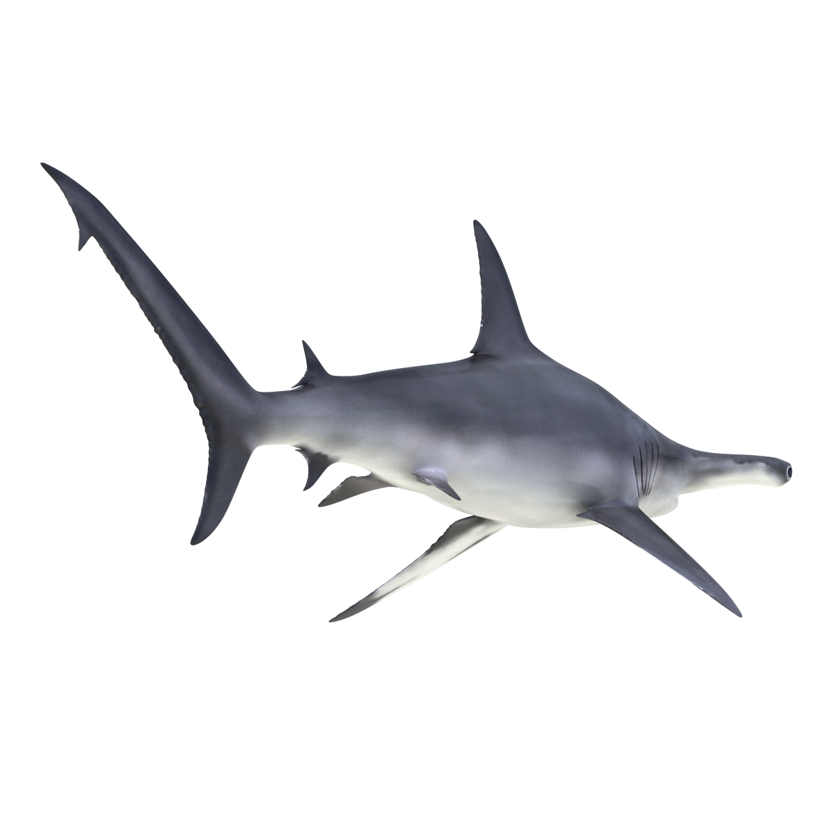 Great Hammerhead Shark 3D