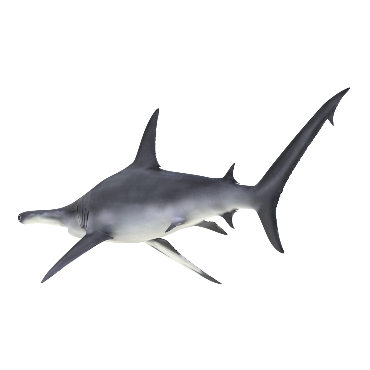 Great Hammerhead Shark 3D