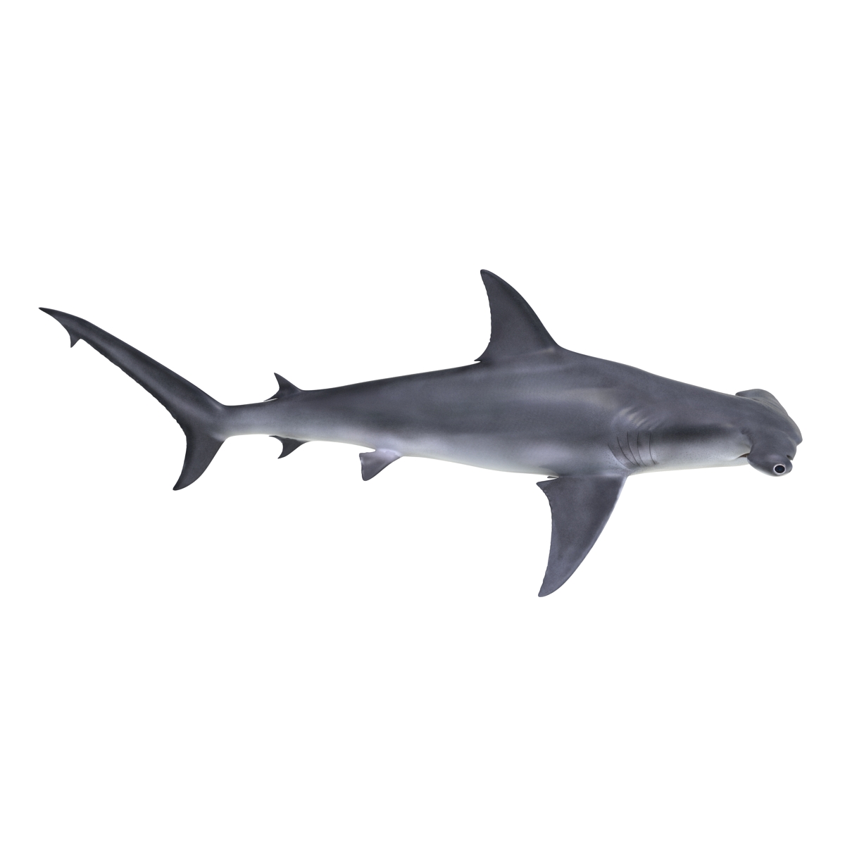 Great Hammerhead Shark 3D