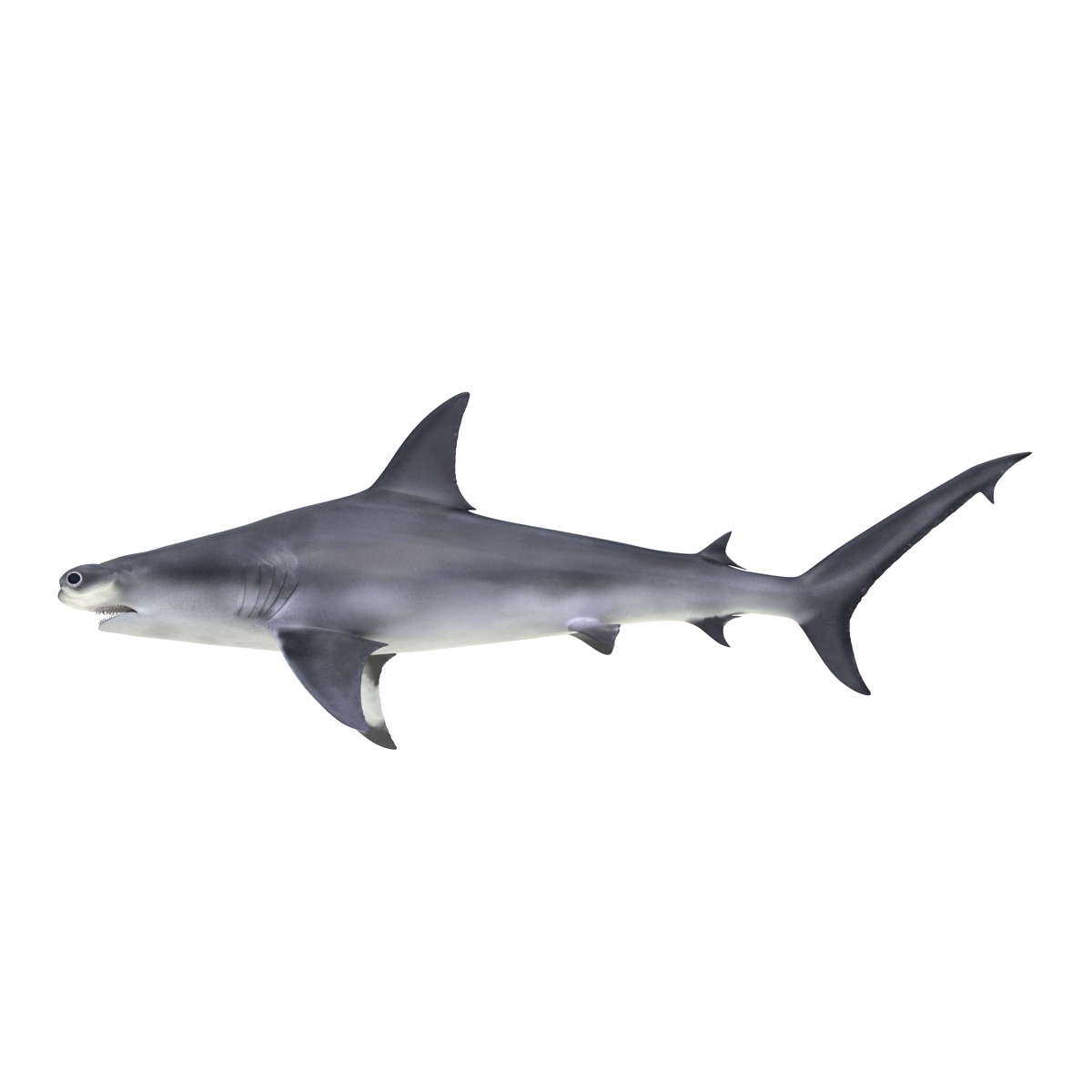 Great Hammerhead Shark 3D