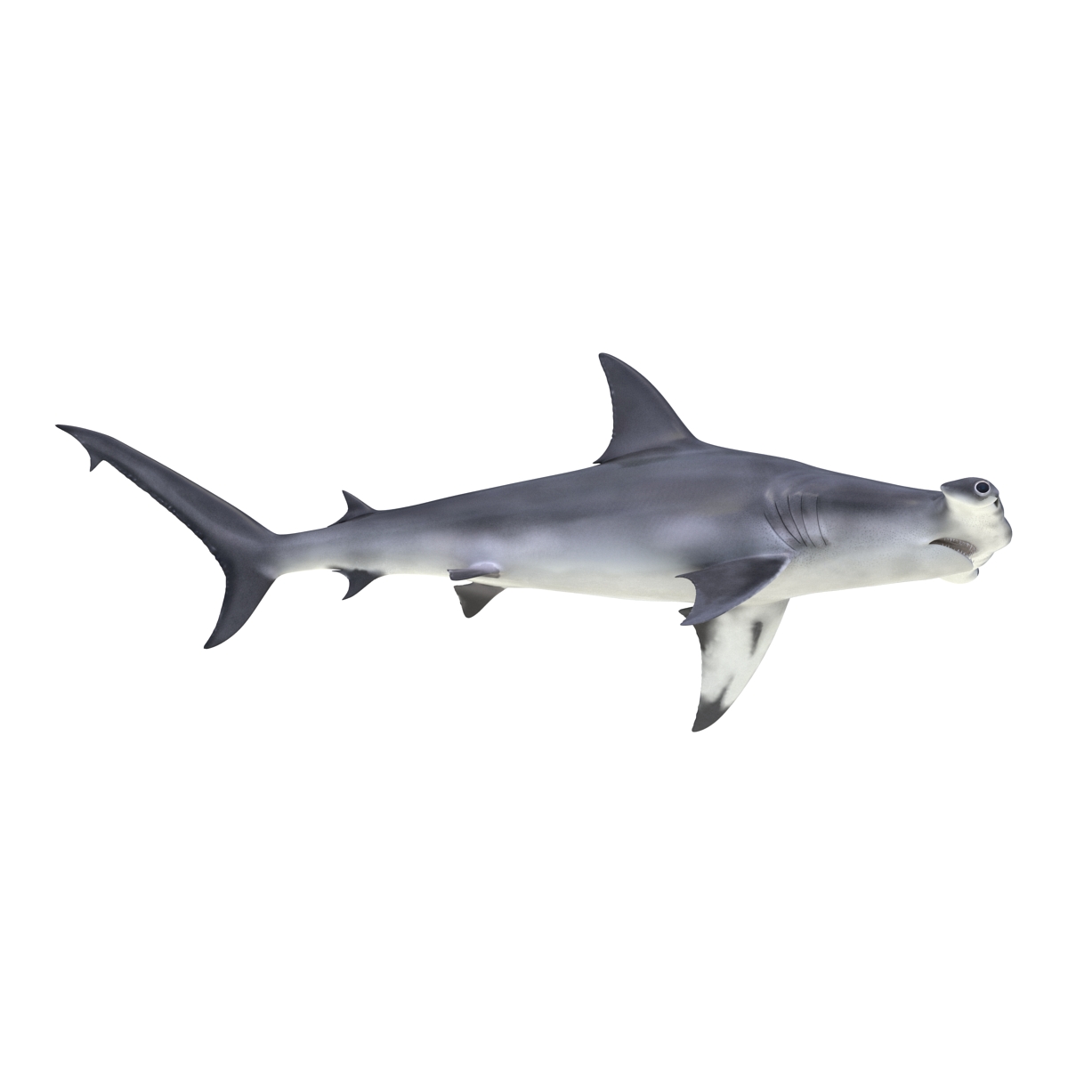 Great Hammerhead Shark 3D