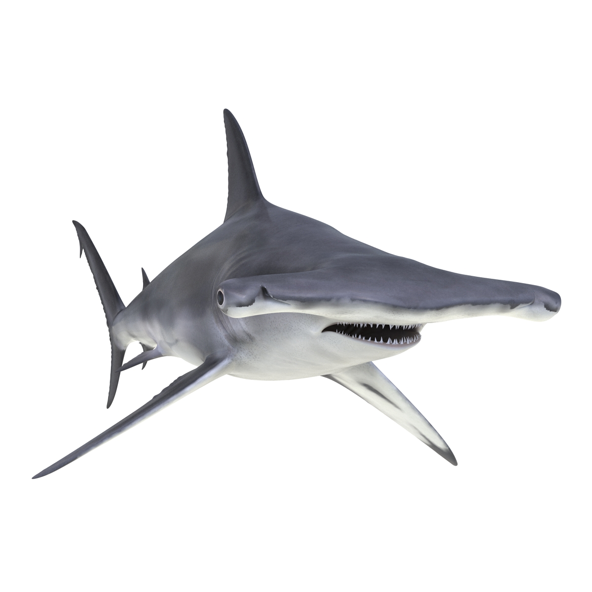 Great Hammerhead Shark 3D