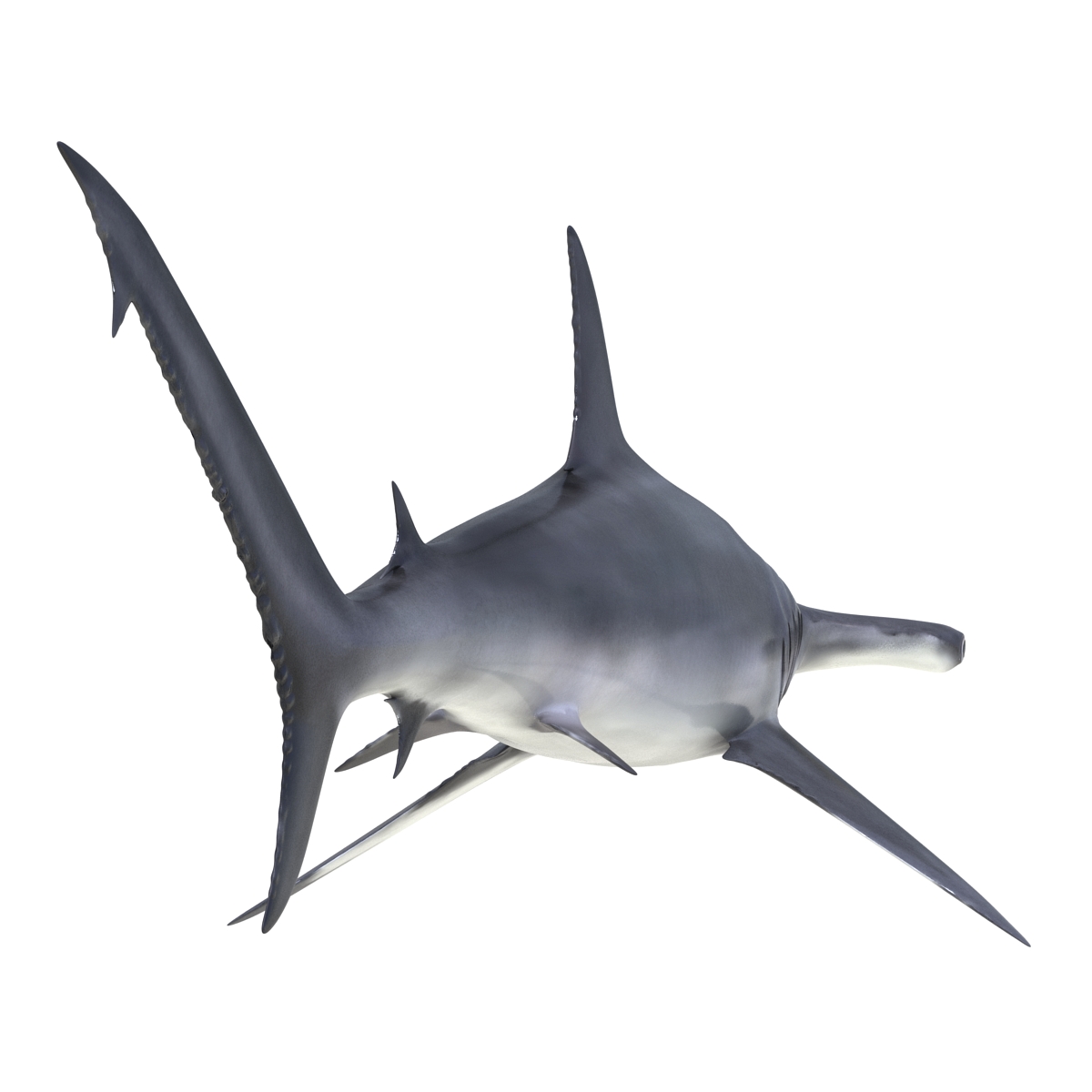 Great Hammerhead Shark 3D